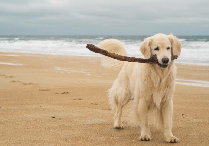 Dog holding a massive stick