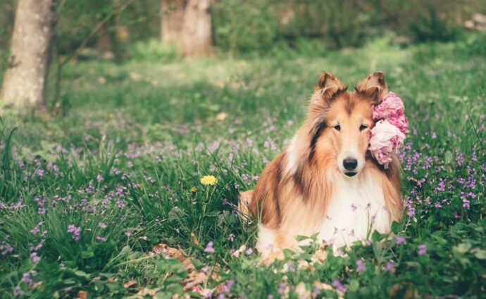 Dog with flower in hair