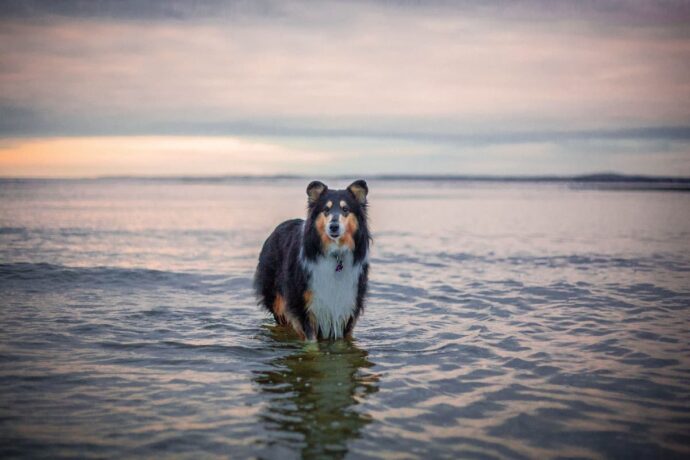 Dog standing in water