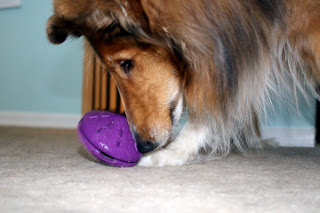 Why Every Dog Should Have Interactive Toys