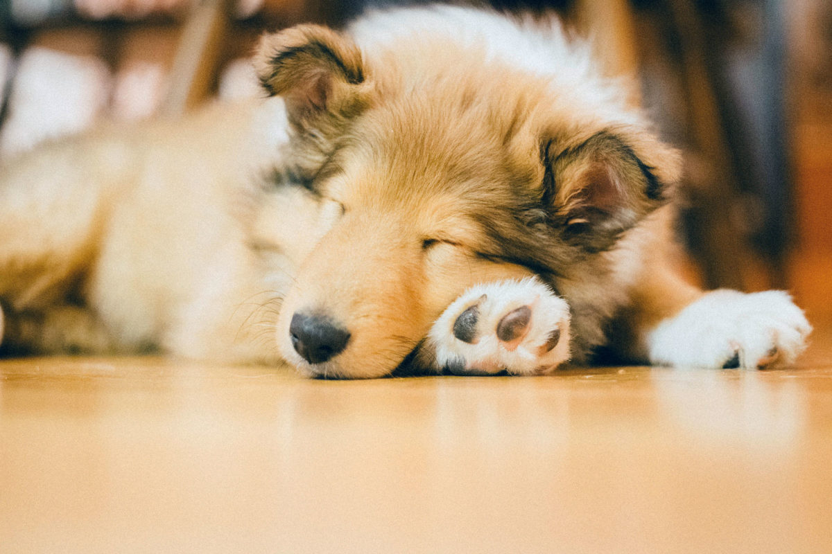 Puppy Sleeping.